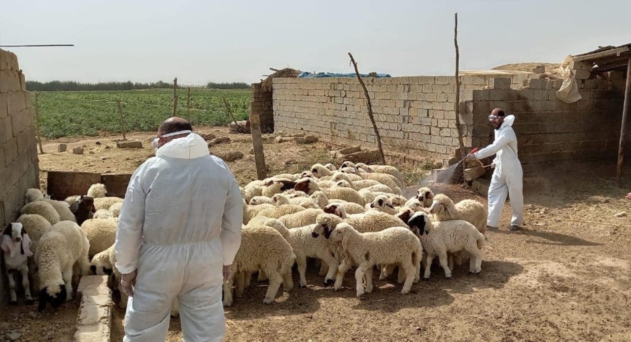 محافظة عراقية تسجل أصغر حالة إصابة بالحمى النزفية - عاجل