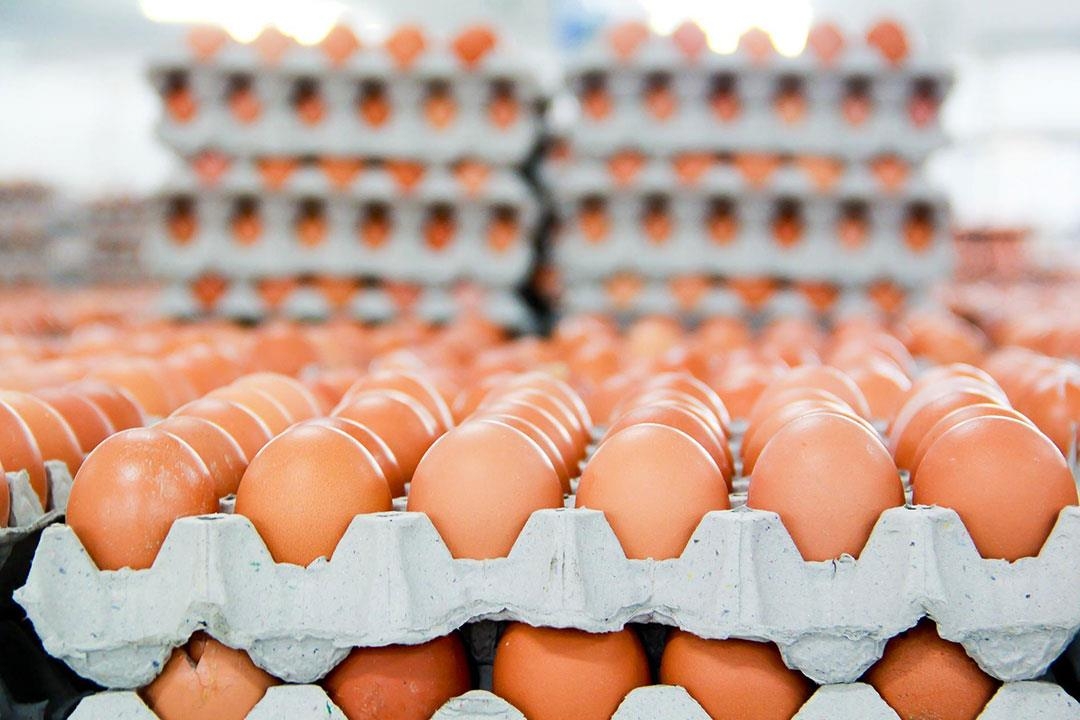 العراقيون يستهلكون 7 مليارات بيضة سنويًا واستيراد بنحو 900 مليون دولار