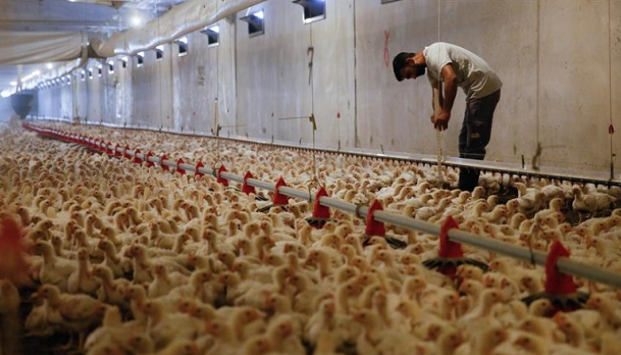 خصوبته تبلغ 87 بالمئة‎.. الزراعة تعلن انتاج جيل جديد من الدجاج العراقي
