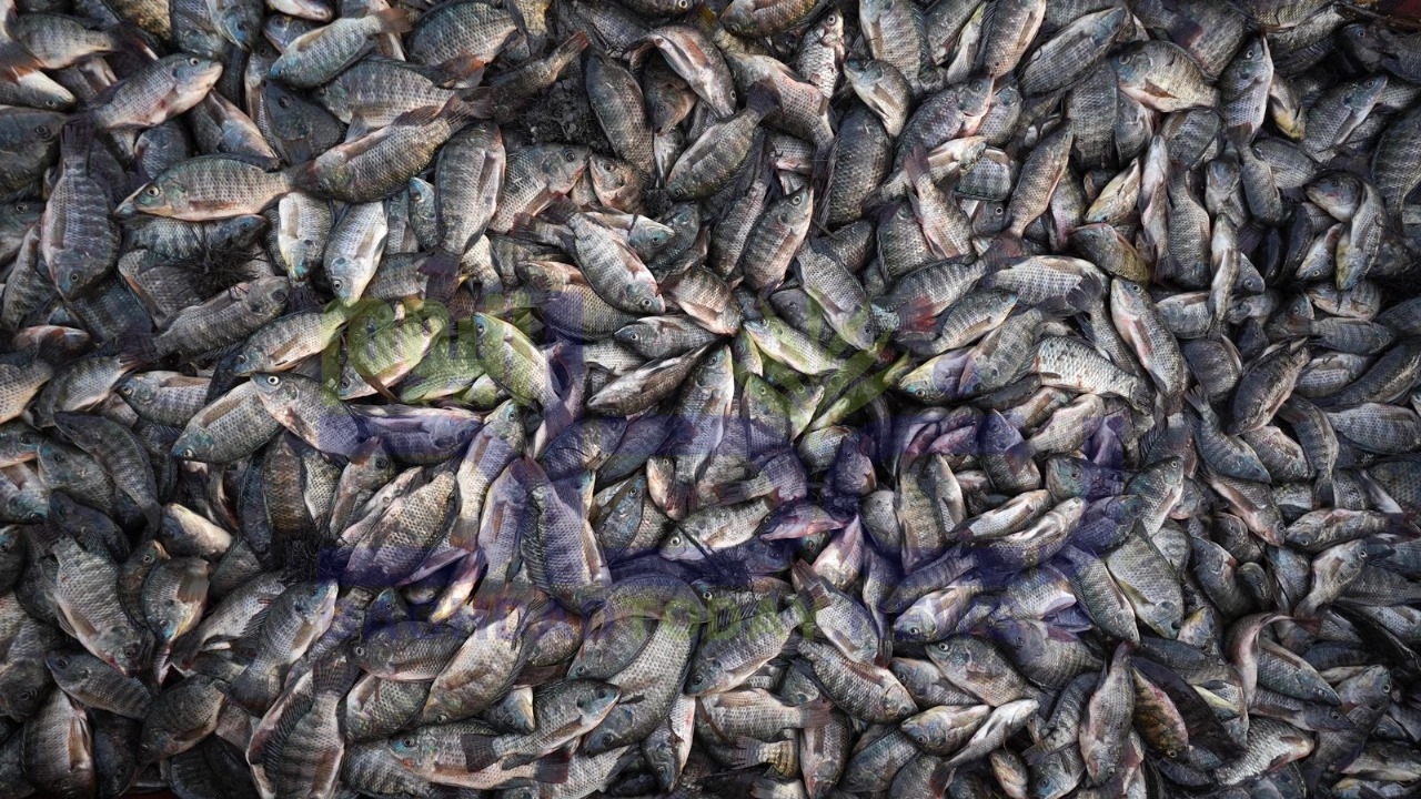 الكشف عن سبب ارتفاع أسعار الأسماك في العراق - عاجل