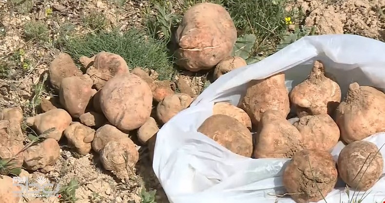 بشرة سارة للعراقيين.. الكشف عن موعد جمع "الكمأ"